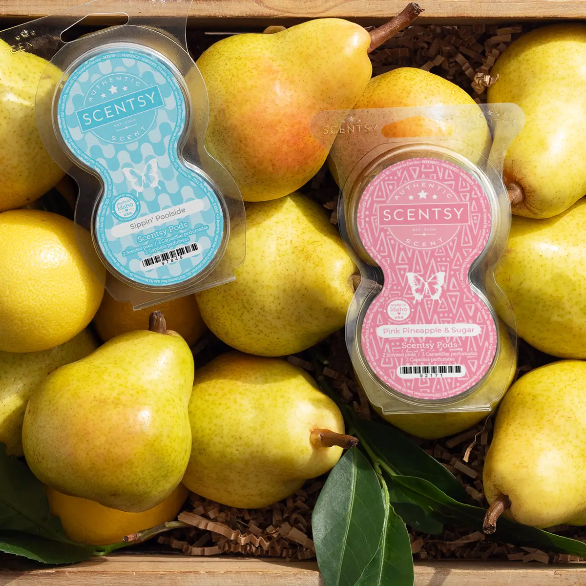6 Classic Scentsy Pods Bundle
