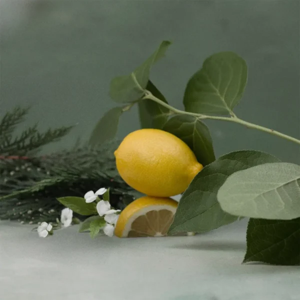 Cypress & Citron Scentsy Scent Circle 3 Pack