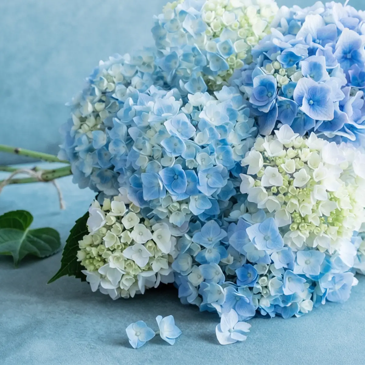 1200X1200Scentscentnoteshydrangeabouquetra2026_Highres Hydrangea Bouquet Scentsy Bar - Happiness Blooms 2026