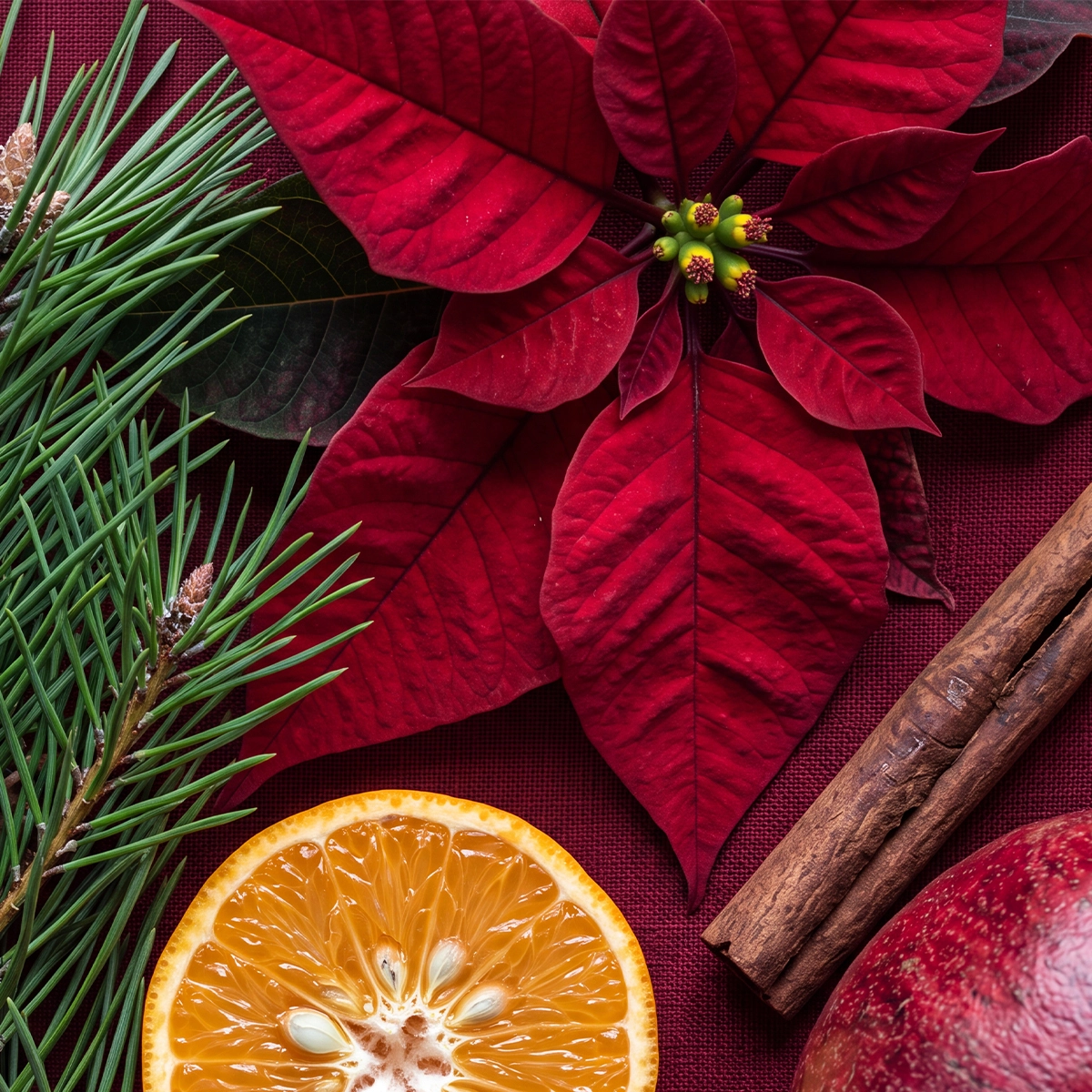 Coming Soon To Scentsy: November – December 2026 Launch Calendar Coming Soon to Scentsy: November – December 2026 Launch Calendar