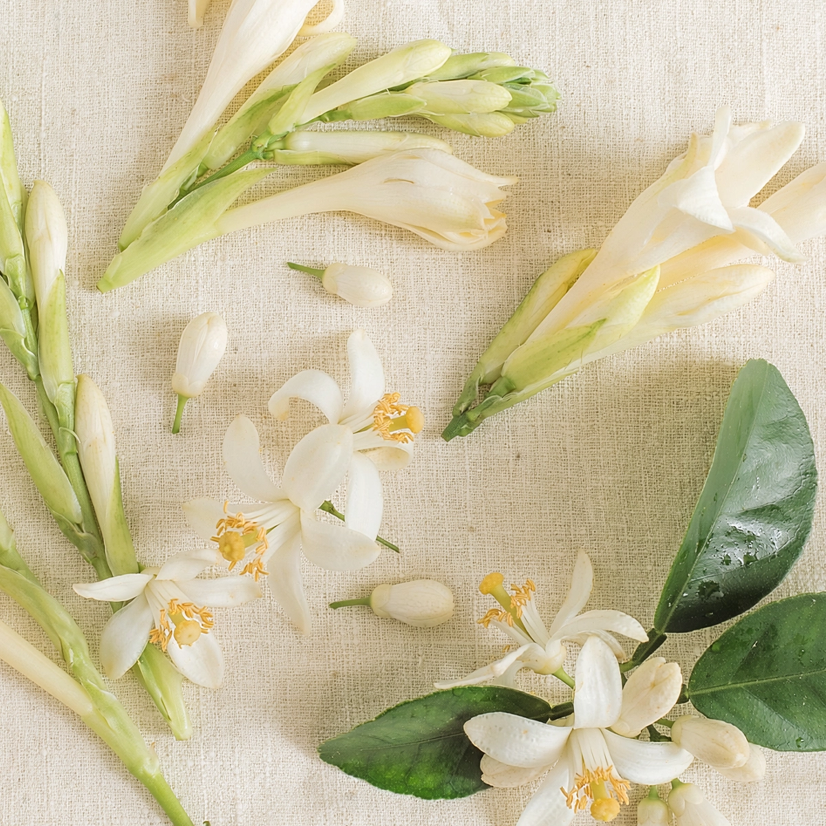 White Flowers 15 mL Scentsy Fragrance Cartridge