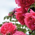 Scentsy March 2016 Best Seller List