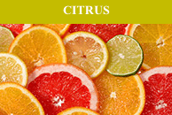 SCENTSY CITRUS