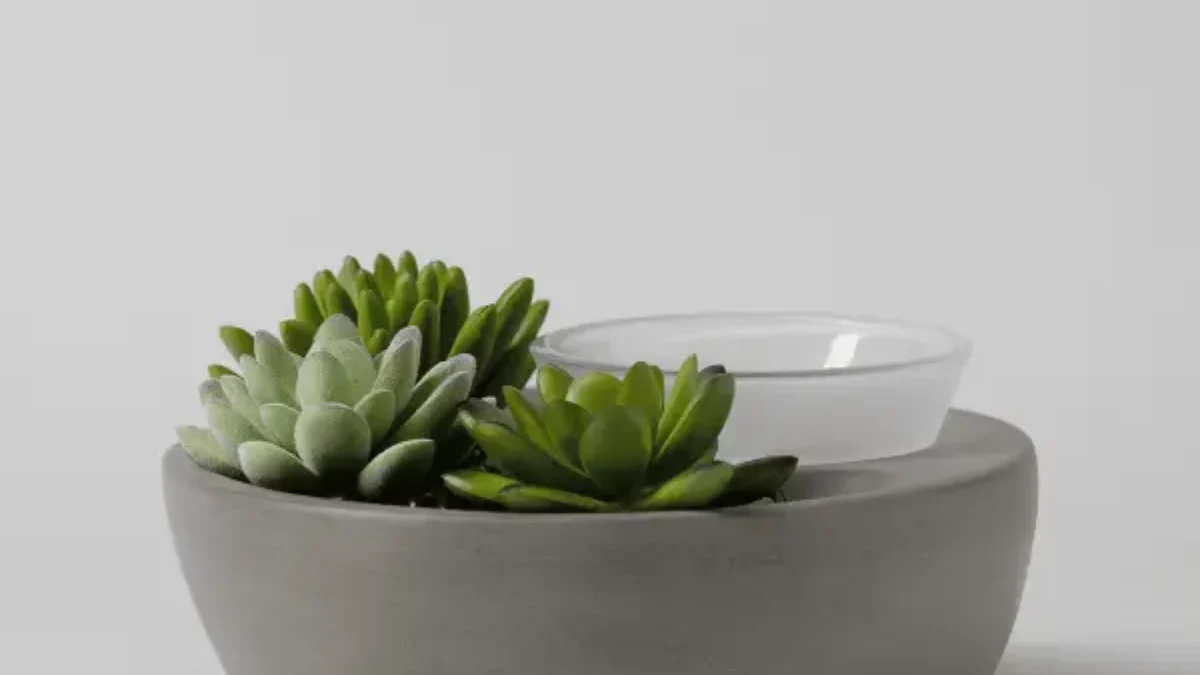 succulent plant for sale Rosette Succulent Variety Packs