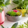 Little Garden Scentsy Warmer | Shop Scentsy | Incandescent.Scentsy.us Little Garden Scentsy Warmer | Shop Scentsy | Incandescent.Scentsy.us