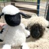 Valley the Valais Sheep Scentsy Buddy