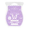 SCENT WaxBar VioletSpunSugar ISO R13 SS23 PWS 1