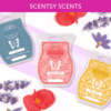 Scentsy Wax Melts | Authentic Scentsy Bars