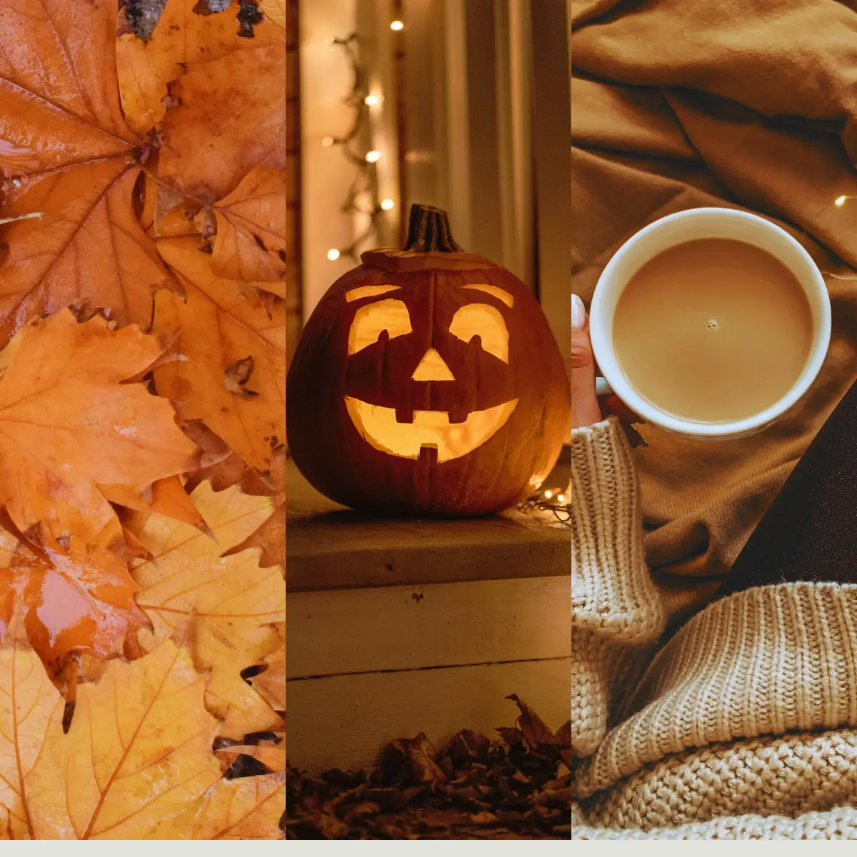 Scentsy 2026 Harvest &Amp; Halloween Collection Scentsy 2026 Harvest & Halloween Collection