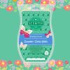 Cucumber & Cactus Water Scentsy Brick