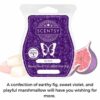 My Wish Scentsy Bar | Incandescent.Scentsy.us