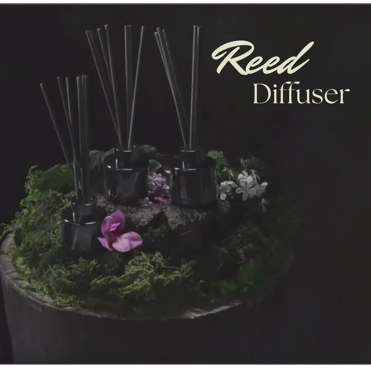 Introducing Scentsy Reed Diffusers Introducing Scentsy Reed Diffusers